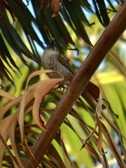 Gliciphila undulata