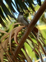 Gliciphila undulata