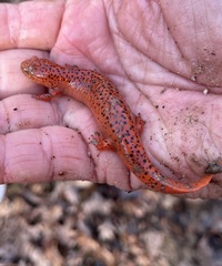 Pseudotriton ruber schencki