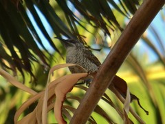 Gliciphila undulata