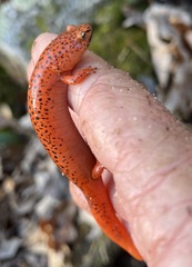 Pseudotriton ruber schencki