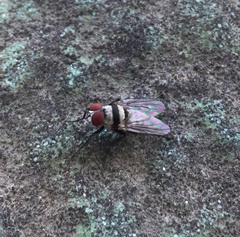 Anthomyia illocata