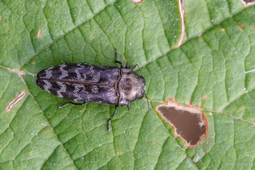 Coraebus rubi (Linnaeus, 1767)