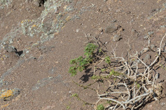 Solanum brachyantherum