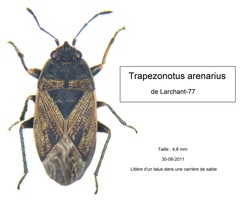 Trapezonotus arenarius
