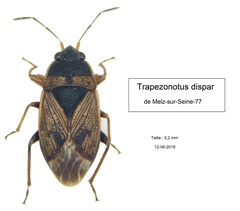 Trapezonotus dispar