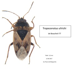 Trapezonotus ullrichi