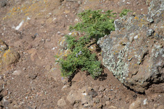 Solanum brachyantherum