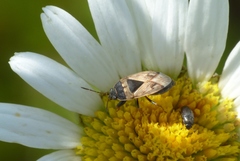 Trapezonotus ullrichi