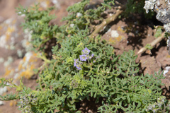 Solanum brachyantherum