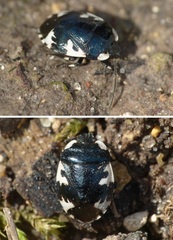 Tritomegas rotundipennis