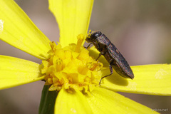 Anthaxia nigritula