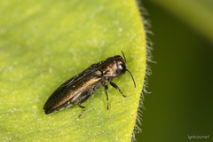 Agrilus cuprescens