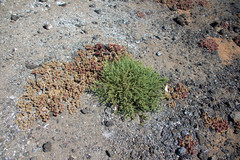 Frankenia vidalii