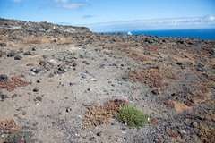 Frankenia vidalii