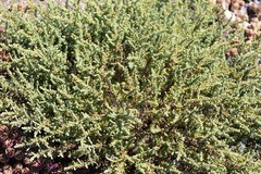 Frankenia vidalii