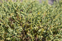 Frankenia vidalii