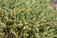 Frankenia vidalii