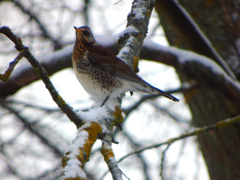 Turdus pilaris