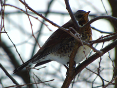 Turdus pilaris