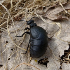 Meloe scabriusculus