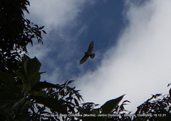 Geranoaetus polyosoma