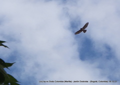 Geranoaetus polyosoma