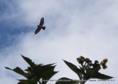 Geranoaetus polyosoma