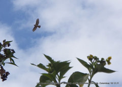 Geranoaetus polyosoma