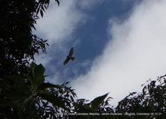 Geranoaetus polyosoma