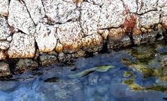 Gymnothorax funebris