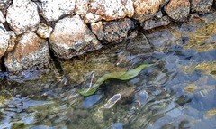 Gymnothorax funebris