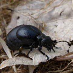Meloe scabriusculus