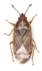 Chilacis typhae
