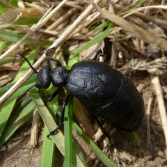 Meloe scabriusculus