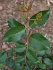 Magnoliopsida
