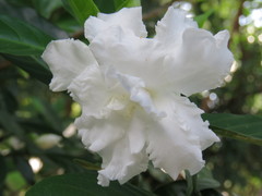 Tabernaemontana dichotoma