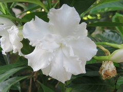 Tabernaemontana dichotoma