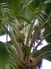 Arecaceae