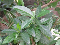 Tabernaemontana dichotoma