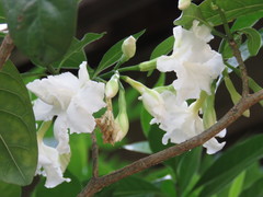 Tabernaemontana dichotoma