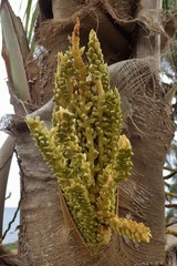 Arecaceae
