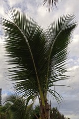 Arecaceae