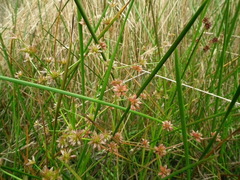 Juncus holoschoenus
