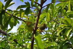 Annona muricata