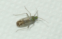 Macrotylus solitarius