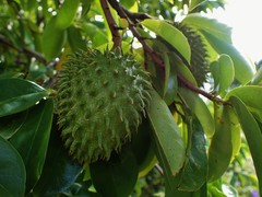 Annona muricata