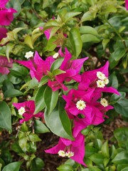Bougainvillea