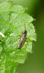 Orthonotus rufifrons