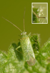 Orthotylus flavosparsus